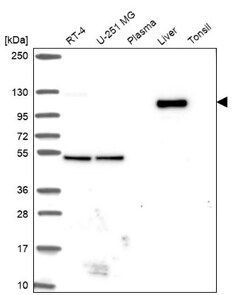 WDR72 Antibody, Novus Biologicals:Antibodies:Primary Antibodies